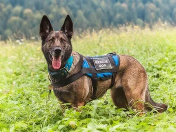 How Do Search & Rescue Dogs Find Missing People? Vet-Verified Answer