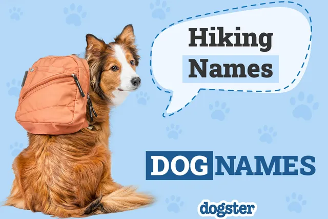 138 Hiking Dog Names: Outdoor & Adventurous Options for Your Pet