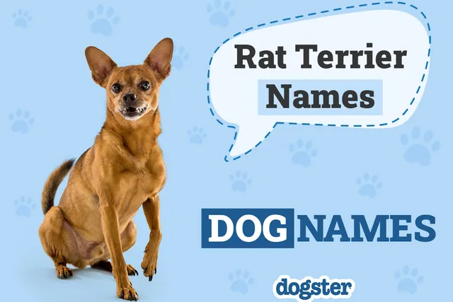 125 Popular Rat Terrier Dog Names: Unique Options for Your Pet