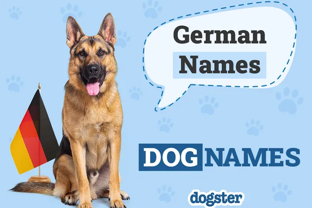500+ German Dog Names With Meanings: Interesting Male & Female Ideas