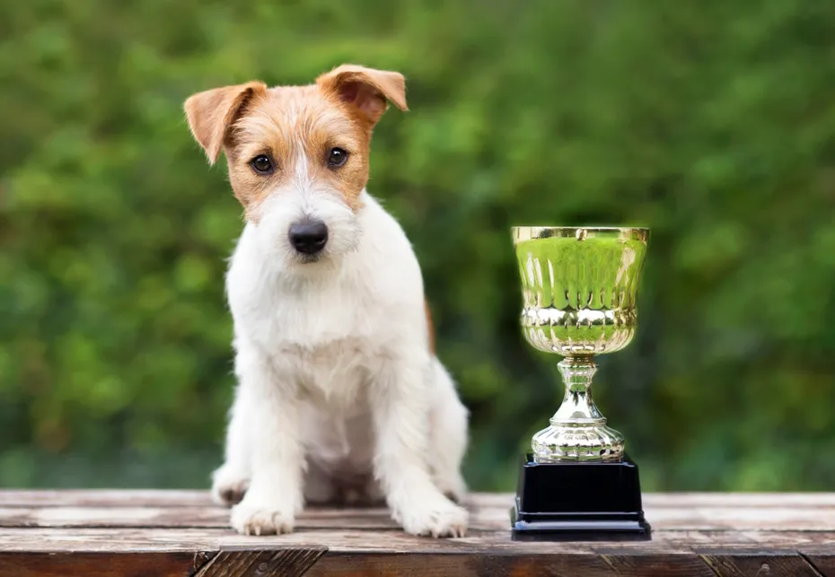 jack-russell-terrier-dog-sitting-near-a-winner-cup