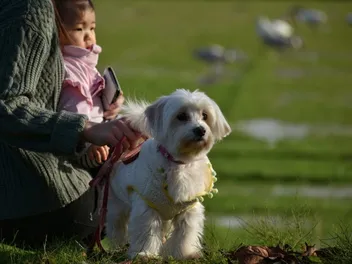 9 Great Off-Leash Dog Parks in San Antonio, TX You Can Visit Today