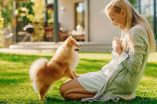How to Train a Pomeranian: 10 Vet-Approved Tips