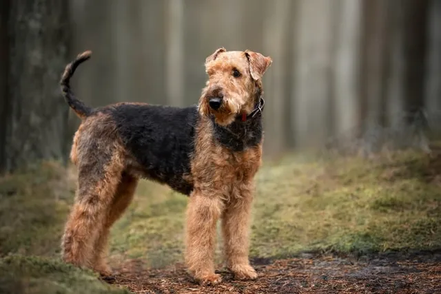 30 Medium-Sized Dog Breeds: With Pictures & Facts