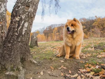 Why Is My Dog Barking at a Tree? 5 Vet-Approved Ways to Stop Them