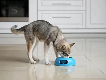 10 Best Foods for Husky Puppies in 2026 - Reviews & Top Picks