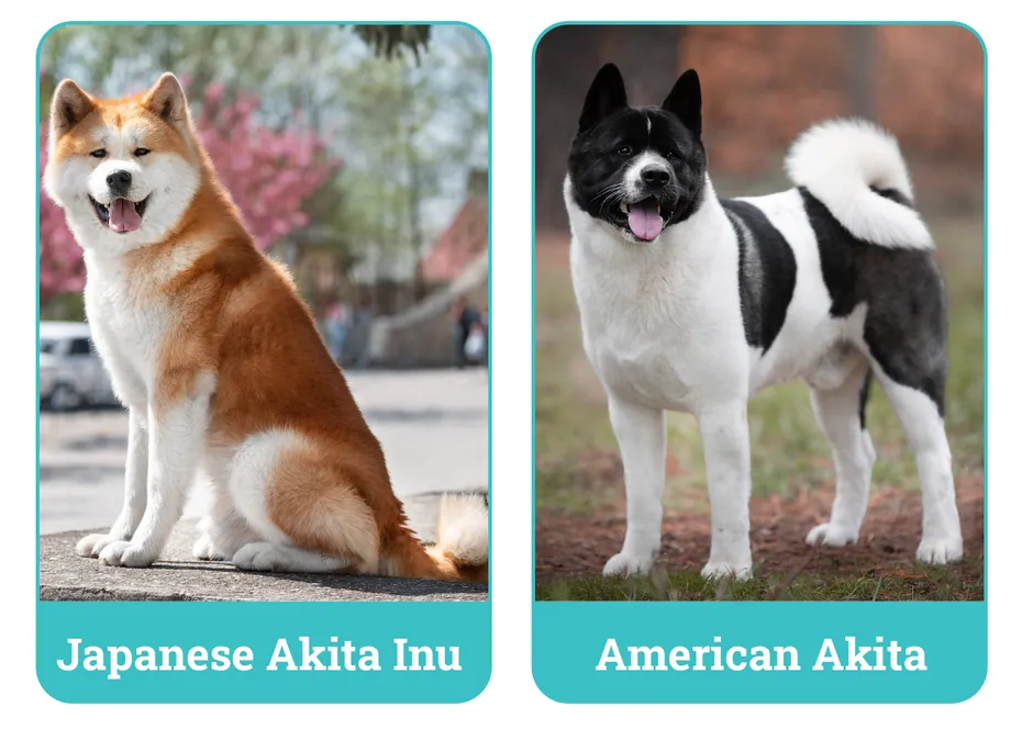 Japanese Akita Inu vs American Akita