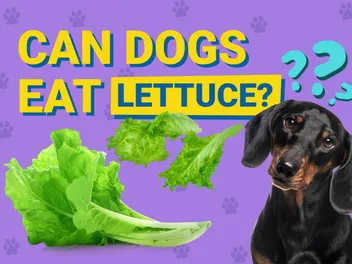 Can Dogs Eat Lettuce? Vet Approved Facts & FAQs