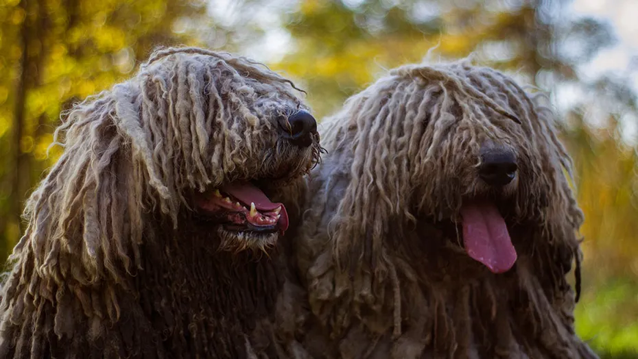 Komondor in the autumn outdoor