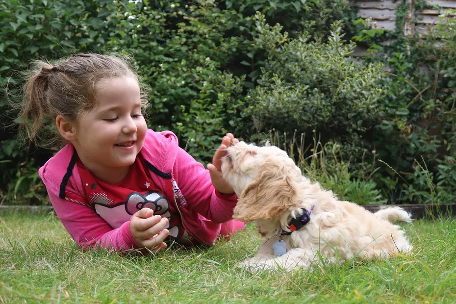 Cockapoo with a little girl on grass