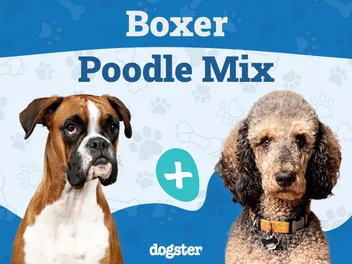 Boxerdoodle Dog Breed: Info, Pictures, Care Guide & More