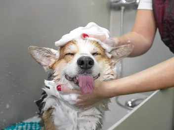 Can You Use a Human Conditioner on Dogs? Vet-Reviewed Facts & FAQ