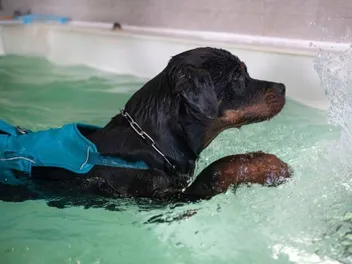 Can Rottweilers Swim? How to Train Them (Vet-Reviewed)