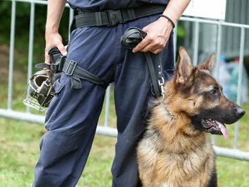 Bomb Sniffing Dogs: What They Do & How They Are Trained