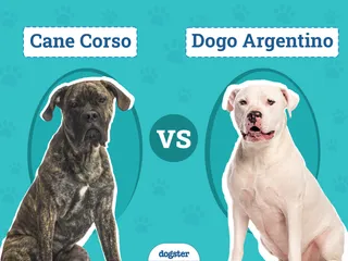 Cane Corso vs Dogo Argentino: Differences Explained (With Pictures)