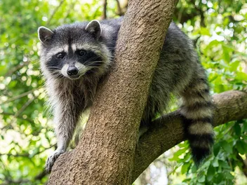 Will a Raccoon Attack a Dog? Vet-Approved Safety Advice