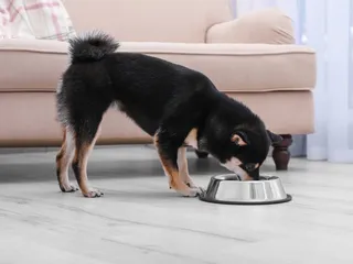 6 Best Dog Foods for Firm Stools in 2026 - Reviews and Top Picks