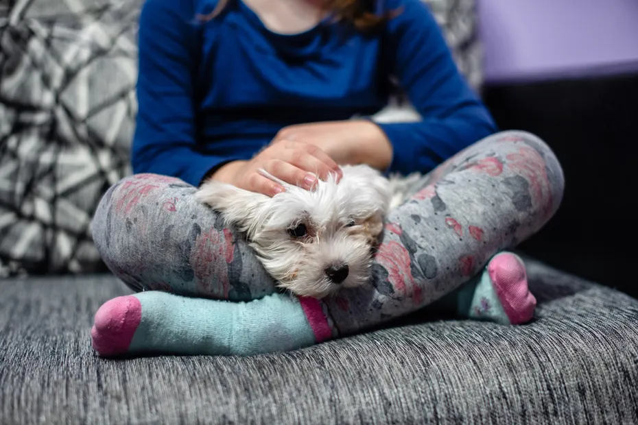 Maltese laying on a womens legs