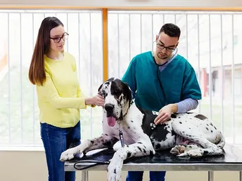 How to Prevent Bloat in Great Danes: 8 Vet-Reviewed Tips