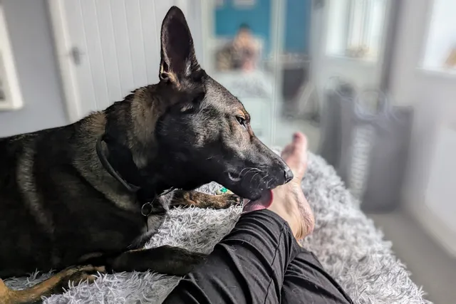 Mmm, Feet… Why Do My Dogs Like Licking Me? The Attraction & Whether It's Normal