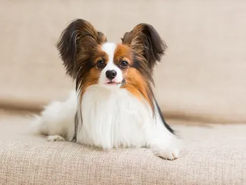 Top 20 Best Behaved Small Dogs That Make Perfect Pets (With Info & Pictures)