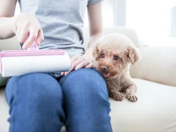 10 Best Lint Rollers for Dog Hair in 2026 – Reviews & Top Picks