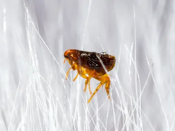 Can Dogs Get Sick From Fleas? Vet-Verified Health Concerns