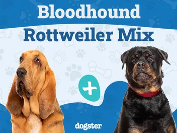 Bloodhound Rottweiler Mix: Info, Pictures, Care & More