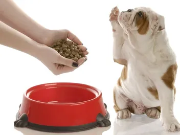 10 Best Foods for English Bulldog Puppies in 2026 - Reviews & Top Picks