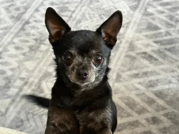 Tiny Leg Stampede: Subi the Snack Sentinel