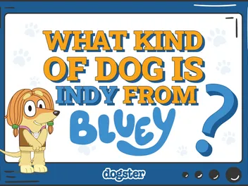 What Kind of Dog Is Indy from Bluey? Breed Facts & Explanation