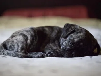 Forget Botox, Think SnoreTox – New Treatment Offers Hope for Dogs