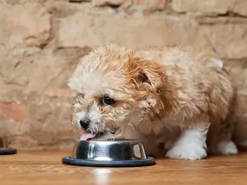 10 Best Dry Puppy Foods in 2026 - Reviews & Top Picks