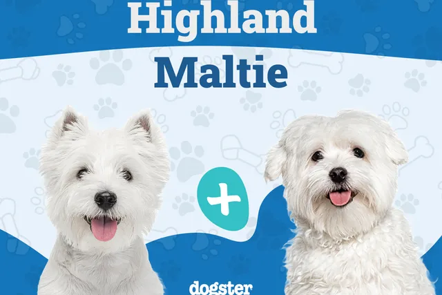 Highland Maltie (Westie & Maltese Mix): Info, Pictures, Care & More