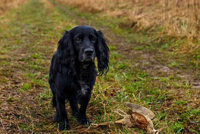 Why Do Dogs Bring You Dead Animals? Vet-Verified Reasons, Risks & Prevention Tips