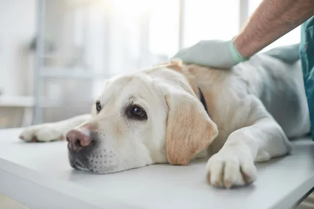 Are Tapeworms in Dogs Contagious? Our Vet Explains Signs, Treatment & Prevention