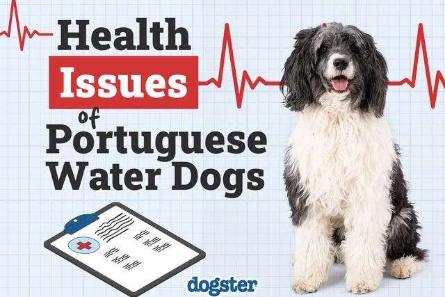 Portuguese Water Dog Health Issues: 8 Common Concerns & Treatments