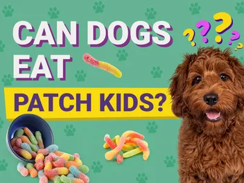 Can Dogs Eat Sour Patch Kids? Keep Your Dog Healthy!