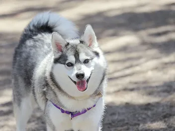 Alaskan Klee Kai Dog Breed: Info, Pictures, Facts, & Traits