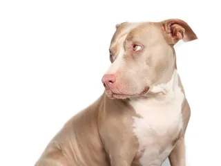 Pit Bulls: The Truth About Owning America’s Most Misunderstood Dog