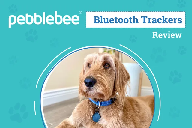 Pebblebee Bluetooth Tracker Reviews 2026: An Expert’s Breakdown