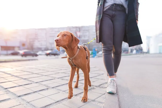 How to Train a Vizsla: 8 Vet-Approved Tips & Tricks