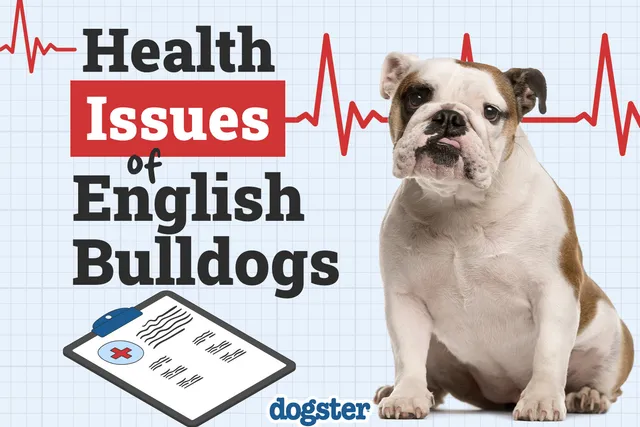 13 Health Problems in English Bulldogs & Treatments (Vet Answer)