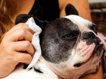 5 Dogs Prone to Ear Infections: Vet-Reviewed Facts & Signs