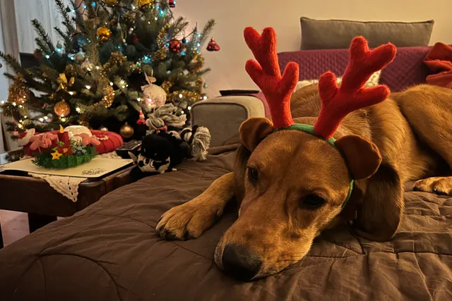 Dogs And Christmas: Is Lava a Grinch?
