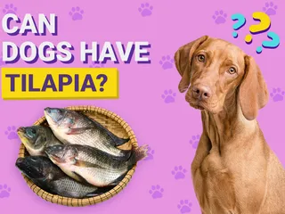 Can Dogs Have Tilapia? Vet-Verified Nutrition Facts & FAQ