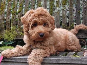 10 Best Dog Foods for Labradoodles in 2026 — Reviews & Top Picks