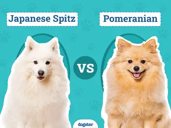 Japanese Spitz vs Pomeranian: Key Differences (With Pictures)