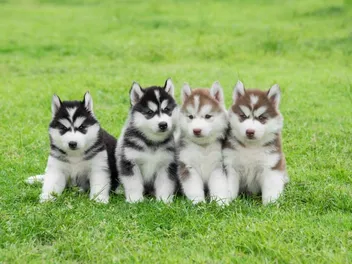 15 Fascinating Puppy Facts That Will Surprise You