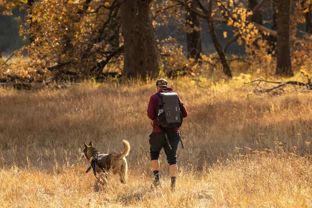 Hiking Gear for Dogs: 16 Essentials to Pack